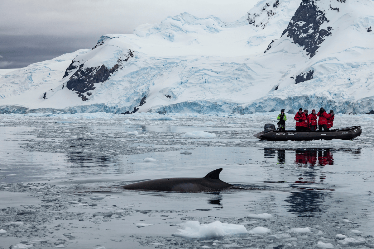 Travelers exploring Antarctica by Zodiac