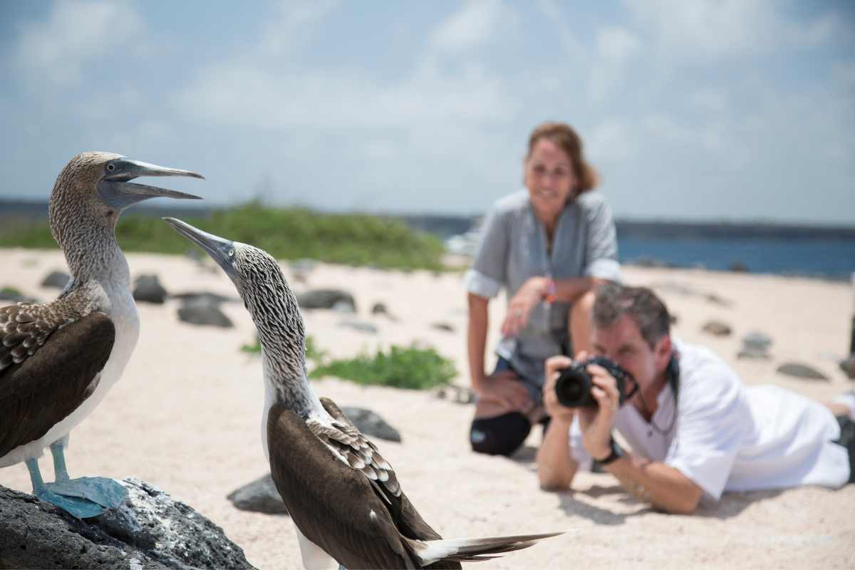 Blue-footed boobies observed during a Galápagos expedition